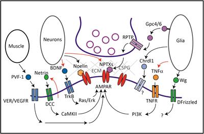 Regulation of AMPA receptor trafficking by secreted protein factors